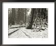 Snow-Dusted Giant Redwood Tree Trunk In Sequoia National Park by Bill Hatcher Limited Edition Print