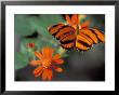 Acraea At Butterfly World, Florida, Usa by Michele Westmorland Limited Edition Print