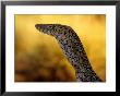 Perentie, Uluru-Kata Tjuta National Park, Australia by John & Lisa Merrill Limited Edition Print