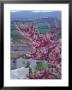 Flowering Cherry Tree And Whitewashed Buildings, Ronda, Spain by John & Lisa Merrill Limited Edition Print