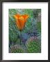 Mariposa Tulip Amid Grizzly Bear Cacti, Death Valley National Park, California, Usa by Dennis Flaherty Limited Edition Print