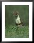 Stoat, Mustela Erminea Standing On Rock Uk by Mark Hamblin Limited Edition Print