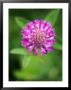 Red Clover, Devon, Uk by David Clapp Limited Edition Pricing Art Print