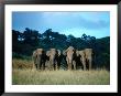 Four Elephants In Periyar Sanctuary Of Kerala, Kerala, India by Tony Wheeler Limited Edition Print