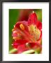 Alstromeria (Peruvian Lily, St. Martin's Flower) Close-Up by Susie Mccaffrey Limited Edition Print