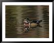Wood Duck Drake Swimming, Chagrin Reservation, Cleveland, Ohio, Usa by Arthur Morris Limited Edition Print