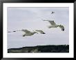 Herring Gulls In Flight by Phil Schermeister Limited Edition Print