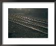 Morning Sun Highlights The Tracks Of This Railroad That Runs Through Santa Fe, New Mexico by Stacy Gold Limited Edition Print