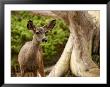 Young Deer In A Grove Of Rare Monterey Cypress Trees by Charles Kogod Limited Edition Print