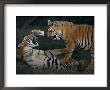 Two Bengal Tiger Cubs Wrestle Inside Their Enclosure by Michael Nichols Limited Edition Print