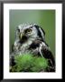 Northern Hawk Owl, Portrait, Montana, Usa by Frank Schneidermeyer Limited Edition Print