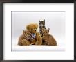 Domestic Cat, Two Ginger Kittens And A Tabby With Ginger Teddy Bear by Jane Burton Limited Edition Print