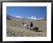 Farmer Going Home Near Tingri, Cho Oyu And Himalayas In Distance, Tibetan Plateau, Tibet, China by Tony Waltham Limited Edition Pricing Art Print