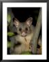 Common Brushtail Possum (Trichosurus Vulpecula), Pebbly Beach, Marramarang National Park, Australia by Thorsten Milse Limited Edition Print