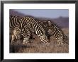 Zebras Grazing, Kenya, East Africa, Africa by James Gritz Limited Edition Print