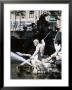 Triton Fountain In Konigsallee, Dusseldorf, North Rhine Westphalia, Germany by Yadid Levy Limited Edition Print