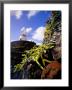 Cacti And Windmill At Jardin De Los Cactus, Lanzarote, Spain by Marco Simoni Limited Edition Print