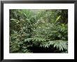 Broad Leaved Plants And Ferns Grow At Base Of Dipterocarp Rainforest, Danum Valley, Malaysia by Lousie Murray Limited Edition Print