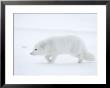 Arctic Fox (Polar Fox) (Alopex Lagopus), Churchill, Hudson Bay, Manitoba, Canada by Thorsten Milse Limited Edition Print