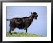 Mountain Goat, Corsica, France by Michael Busselle Limited Edition Pricing Art Print