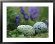 A Speckled Thick-Billed Murres Egg Nestled Among Purple Wildflowers by Joel Sartore Limited Edition Pricing Art Print