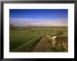 Bosworth Battlefield Country Park, Site Of The Battle Of Bosworth In 1485, Leicestershire, England by David Hughes Limited Edition Print