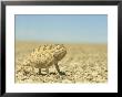 Namaqua Chameleon, Namib Desert, Nambia by Tim Jackson Limited Edition Print