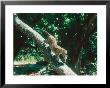 Leopard, Carrying 4-Week Old Cub Down Tree Over River, India by Mary Plage Limited Edition Print