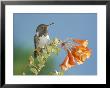 Volcano Hummingbird, Male Perched On A Climbing Lily, Forest Edge,800M, Costa Rica by Michael Fogden Limited Edition Print