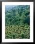 Green Rolling Hillside With Vineyards In Foreground by Todd Gipstein Limited Edition Pricing Art Print