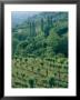 Green Rolling Hillside With Vineyards In Foreground by Todd Gipstein Limited Edition Pricing Art Print
