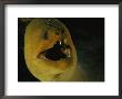 A Close View Of A Green Moray Eel by Bill Curtsinger Limited Edition Print