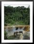 Three Male Forest Elephants Quench Their Thirst In The Modoubou River by Michael Nichols Limited Edition Pricing Art Print