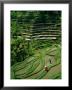 Ubud, Rice Terraces, Bali, Indonesia by Steve Vidler Limited Edition Print