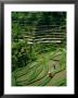 Ubud, Rice Terraces, Bali, Indonesia by Steve Vidler Limited Edition Print