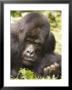 Silverback Mountain Gorilla In Parc National Des Volcans, Rwanda by Ariadne Van Zandbergen Limited Edition Print