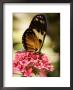 A Butterfly Rests On A Flower At The America Museum Of Natural History Butterfly Conservatory by Jeff Christensen Limited Edition Print