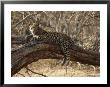 A Leopard, Panthera Pardus, Resting On A Large Tree Limb by Michael S. Lewis Limited Edition Print