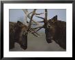 Two Caribou Lock Antlers In Competition by Joel Sartore Limited Edition Print