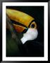 Colorful Toco Toucan's Blue Eye And Yellow, Orange And Red Beak by Jason Edwards Limited Edition Pricing Art Print