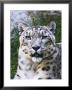 Portrait Of Snow Leopard At The Sacramento Zoo, Sacramento, California, Usa by Dennis Flaherty Limited Edition Print