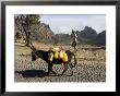 Donkey Carrying Water, Santo Antao, Cape Verde Islands, Africa by R H Productions Limited Edition Print