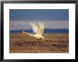 Tundra Swan Or Whistling Swan, In Flight, Arctic National Wildlife Refuge, Alaska, Usa by Steve Kazlowski Limited Edition Print