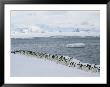 A Group Of Adelie Penguins Marching Along A Shoreline by Gordon Wiltsie Limited Edition Print