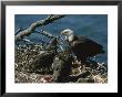 An Eagle Feeds Its Two Month-Old Eaglets by Norbert Rosing Limited Edition Print