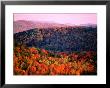 Trees In Autumn, Usa by Mark Newman Limited Edition Pricing Art Print