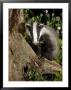 Badger On Tree Stump, Vaud, Switzerland by David Courtenay Limited Edition Print