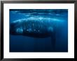 Southern Right Whale, Adult, Peninsula Valdes by Gerard Soury Limited Edition Print