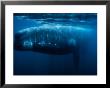 Southern Right Whale, Adult, Peninsula Valdes by Gerard Soury Limited Edition Pricing Art Print