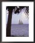 Coconut Tree, Sailboat, Morrea, Tahiti by Scott Christopher Limited Edition Print